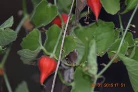 Image result for Kedrostis foetidissima