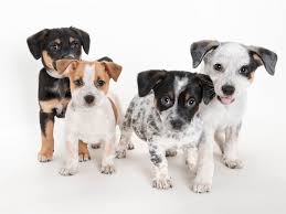 Quantity buying allows us to sell our vast selection of reptile supplies at unbelievably low prices. Adoptable Pets At The Spca