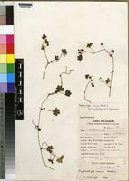 Image result for Hydrocotyle mannii