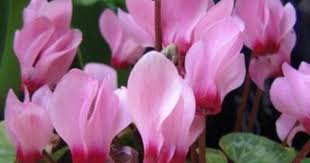 Cyclamen My Favorite Flower For Sure Zimnie Cvety Komnatnye Rasteniya Posadka Derevev