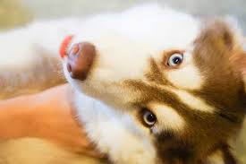 It is a dog café. Hong Kong Dog Cafe A Unique Experience At On Dog Dog Cafe