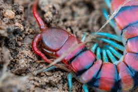 Image result for Sinopteridaceae