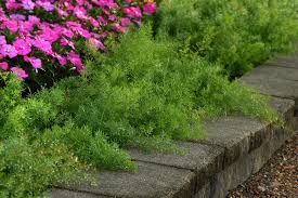 Image result for A. densiflorus Sprengeri