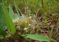 Image result for Crotalaria anthyllopsis