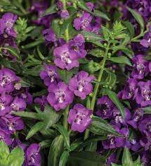 Inspiring you to make your world beautiful. 2020 Plants Proven Winners