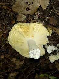 Image result for Russula perlactea