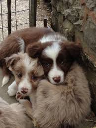 Maybe you would like to learn more about one of these? Pin On Border Collie