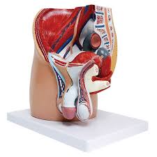 Review pelvic anatomy with dr. Male Pelvic Cavity Model Realityworks