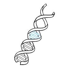 Pin On Dna