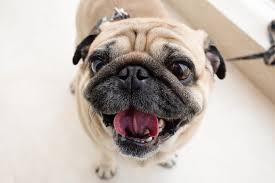 High quality pug cross gifts and merchandise. 31 Most Precious Pug Mixes The Ultimate Pug Mix Guide
