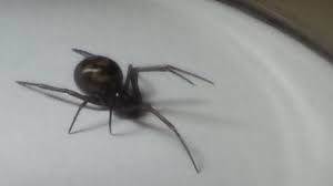 Black widow spiders are known around the world for eating their males after mating. Spider Bite Girl Afraid To Return Home Bbc News