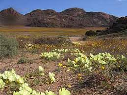 Image result for Grielum