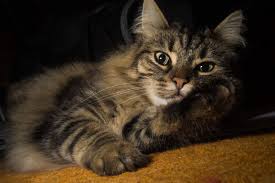 Consequently, the iucn currently lists it as endangered, and habitat loss serves as the primary threat to its existence. 40 Norwegian Forest Cat Facts That You Never Knew About