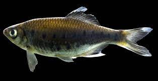 Type locality is 'canara, southern india', which corresponds to a coastal region of approximately 300 km in length covering several districts of. Barilius Canarensis Plazi Treatmentbank