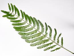 Image result for Albizia brevifolia