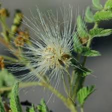 Image result for Albizia zimmermannii