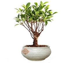 Indoor bonsai tree's are sometimes tricky to get right. Buy Ficus Long Island Bonsai Live Plant 30 Cashback Abana Homes