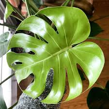 Monstera Deliciosa Leaf New Leaf Unfurled Leaf Fenestrations Monstera Deliciosa Plant Leaves New Leaf