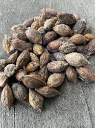 Image result for Terminalia gazensis