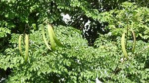 Image result for Oroxylum indicum
