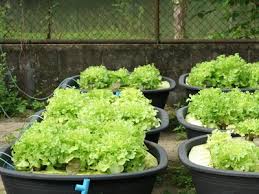 Maybe you would like to learn more about one of these? 5 Tanaman Yang Cocok Untuk Sistem Akuaponik Bisa Dipanen Untuk Masak