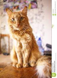 Brown Cat Red Tabby Male Cat Ginger Cat Stock Photo Image Of Look Home 112372618