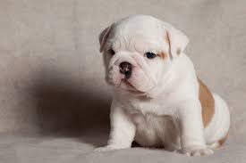 Mar 20, 2019 · housebreaking can begin at 8 weeks old, and training by 9 weeks old. Tails 5 Weeks Old Bulldog Baby Bulldog Cute Animals