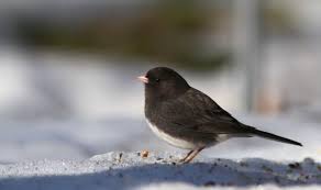Black And White Birds In Indiana Dark Eyed Junco Indiana Audubon Society Bird Pictures Animals Birds