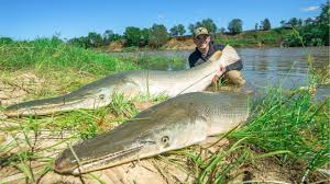The alligator gar is certainly one of the most distinctive freshwater species of fish. Catching 2 Giant Alligator Gar At Once 150lbs Youtube