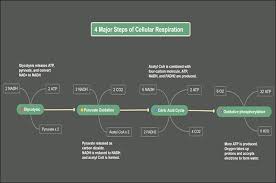 Maybe you would like to learn more about one of these? Cellular Respiration Concept Map Definition Types And Steps