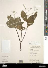 Image result for Adenostemma viscosum