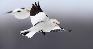 Why Do Birds Fly South For The Winter Biology Snow Bunting Bunting Bird Flock Of Birds Birds In Flight