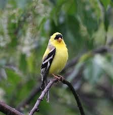 Big Black Birds In Indiana Taking Shelter From The Rain Pretty Birds Beautiful Birds Backyard Birds