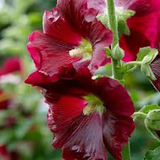 Image result for Alcea rosea