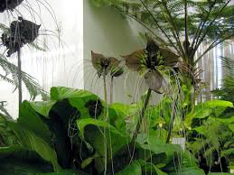 Click on image to enlarge. How To Grow Bat Flowers Dengarden