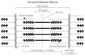 The smooth muscle tissue that forms organs like. Histology 4000 Muscle Lecture Notes 6