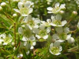 Image result for Myrtaceae