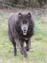 140 Blue German Shepherd Ideas Cute Dogs Puppies Cute Animals