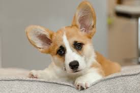 We have gathered for your fido an excellent collection of interactive dog toys. Complete Puppy Guide Essentials You Need Should Know When Bringing Your Puppy Home Living Minnaly