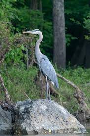 The impressive goliath heron (ardea goliath), a.k.a. Great Blue Heron In A Great Grey Sky David At The Hall Of Einar