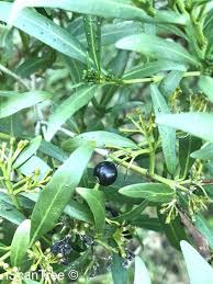 Image result for Pavetta sp. E