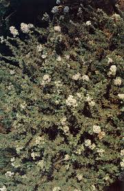 Image result for Eriocephalus microphyllus