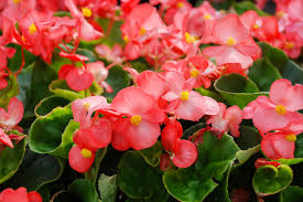 Image result for Begonia nyassensis
