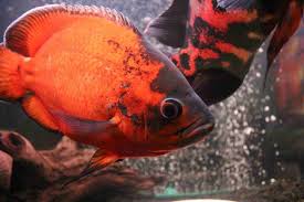 Oscar Fish Guide Care Size Lifespan Tankmates Breeding