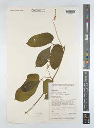 Image result for Telfairia occidentalis