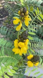 Image result for Senna didymobotrya