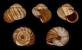 Image result for Xeroderris