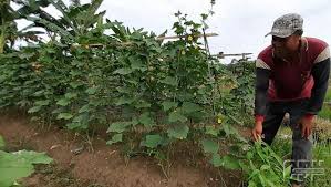 Indahnya berkebun sayur di halaman rumah, setiap mau masak tinggal panen. Menanam Sayuran Di Lahan Sempit Hemat Pengeluaran Cendana News