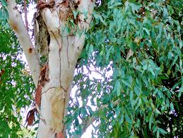 Image result for Eucalyptus camaldulensis