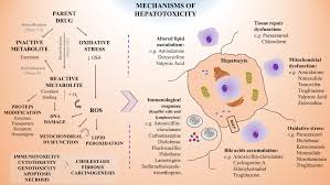 Fernando madrigal statistics played in queretaro fc. Frontiers A Critical Perspective On 3d Liver Models For Drug Metabolism And Toxicology Studies Cell And Developmental Biology